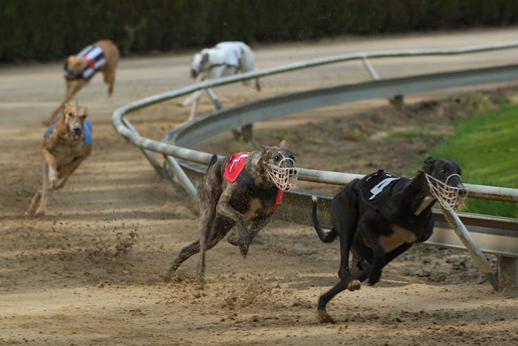 Racing greyhounds