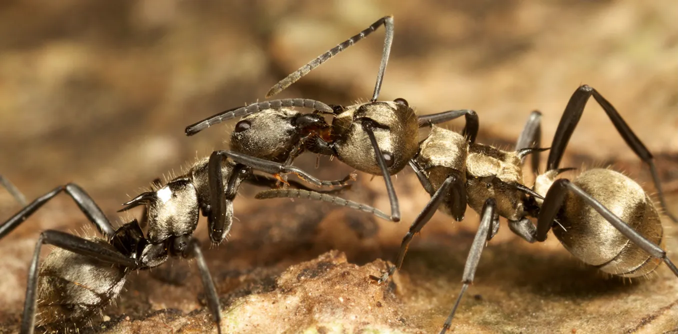 Where are all the ants? World-first ‘treasure map’ reveals hotspots for ...