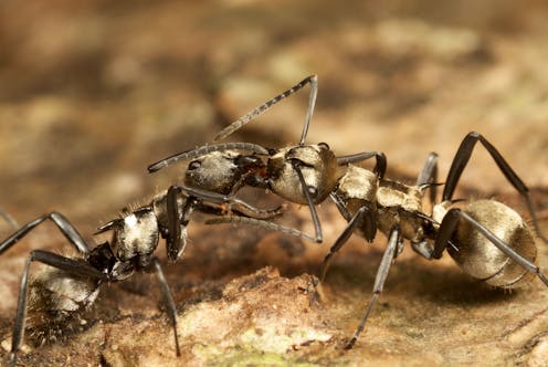 Where are all the ants? World-first ‘treasure map’ reveals hotspots for rare species