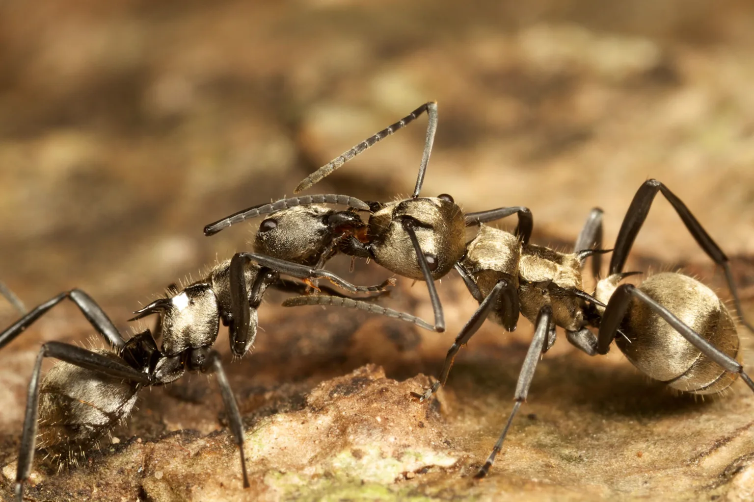Where are all the ants? World-first ‘treasure map’ reveals hotspots for ...