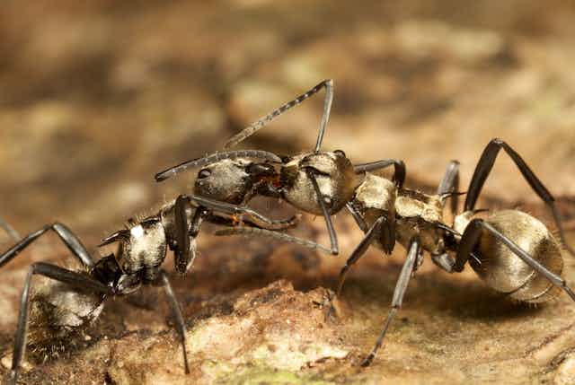 Photograph of two Australian Polyrhachis cupreata ants.