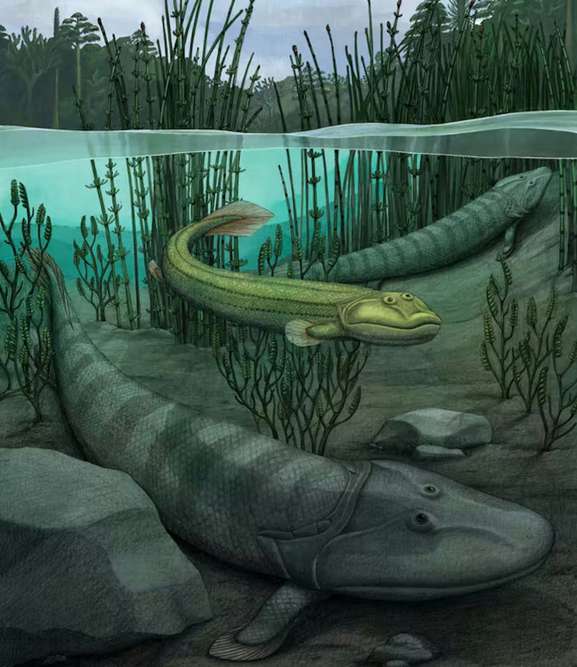 Peneliti temukan species ikan purba cerdas, _Qikiqtania_