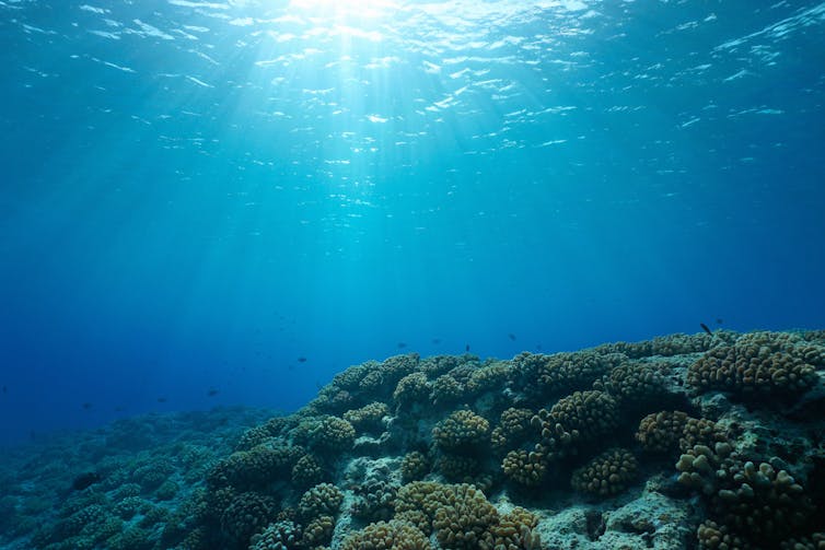 Underwater coral reef