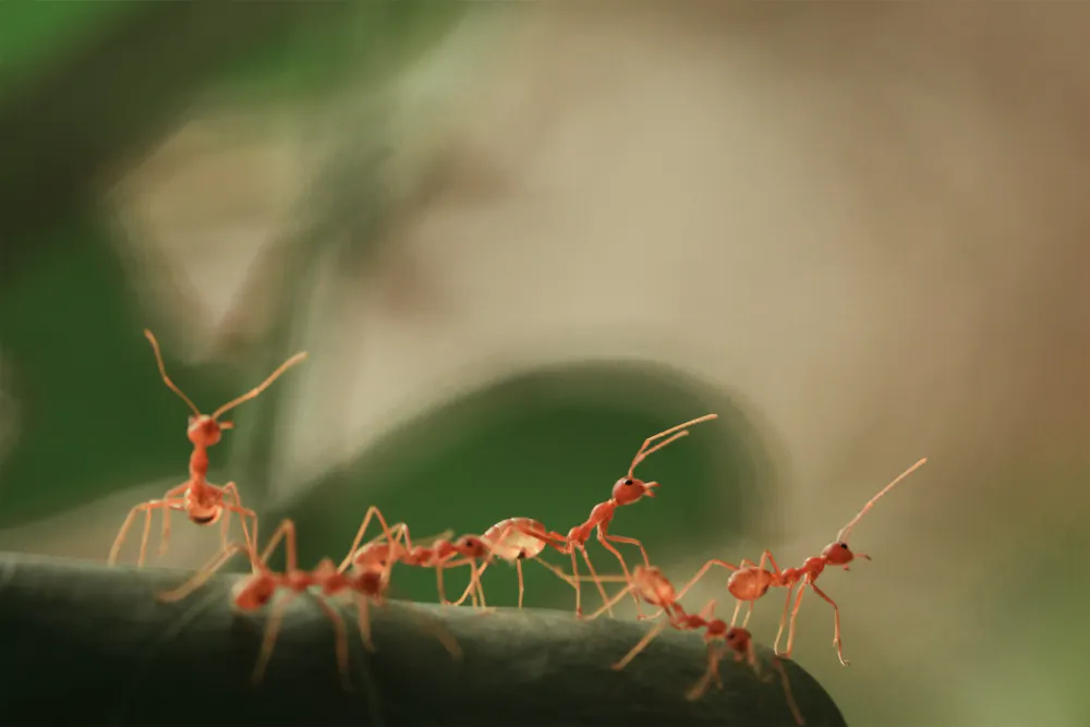 Where are all the ants? World-first ‘treasure map’ reveals hotspots for ...
