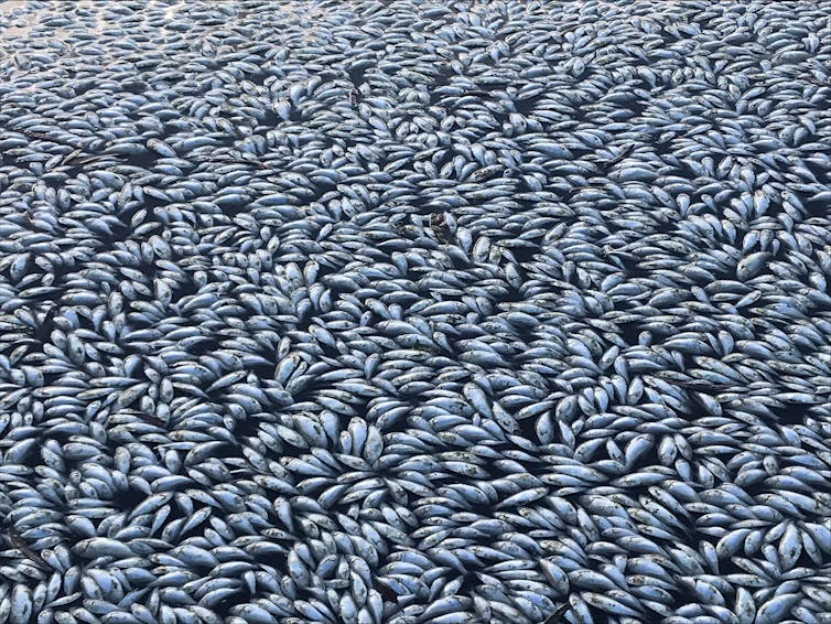 dead white fish float on water