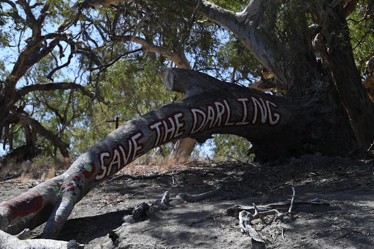 Riverside tree with branch painted 'save the Darling'