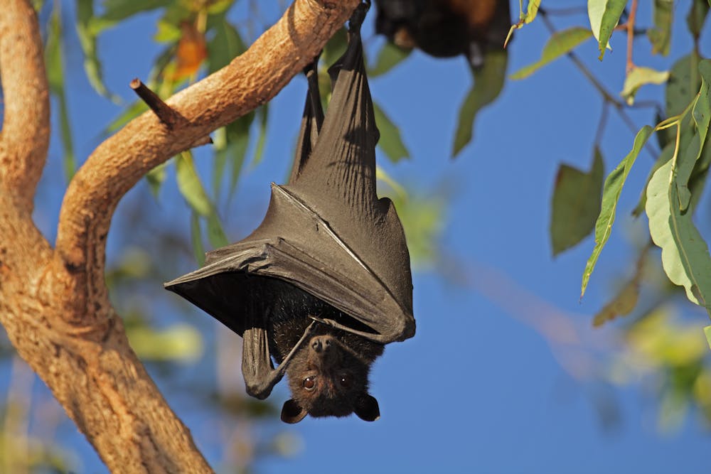 Australia has hundreds of mammal species. We want to find them all