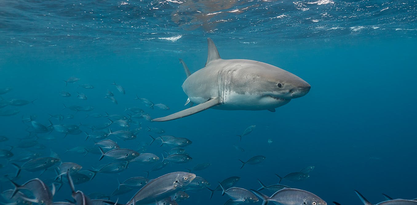 Curious Kids: what is the apex predator of the world?