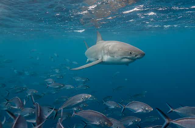 A great white shark is captured underwater, swimming nearby a school of fish.