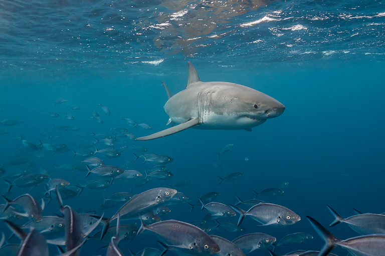 A great white shark is captured underwater, swimming nearby a school of fish.