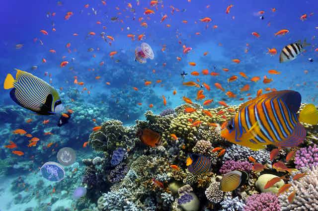Imagen subacuática con corales, peces y medusas.