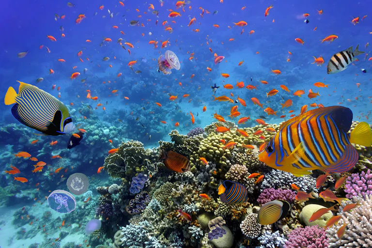 Imagen subacuática con corales, peces y medusas.