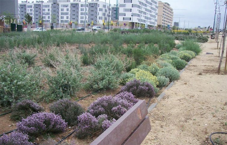 Jardín con plantas propias de clima seco.