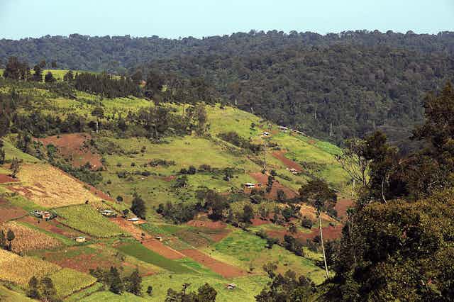 Plots of cleared land within a forest.