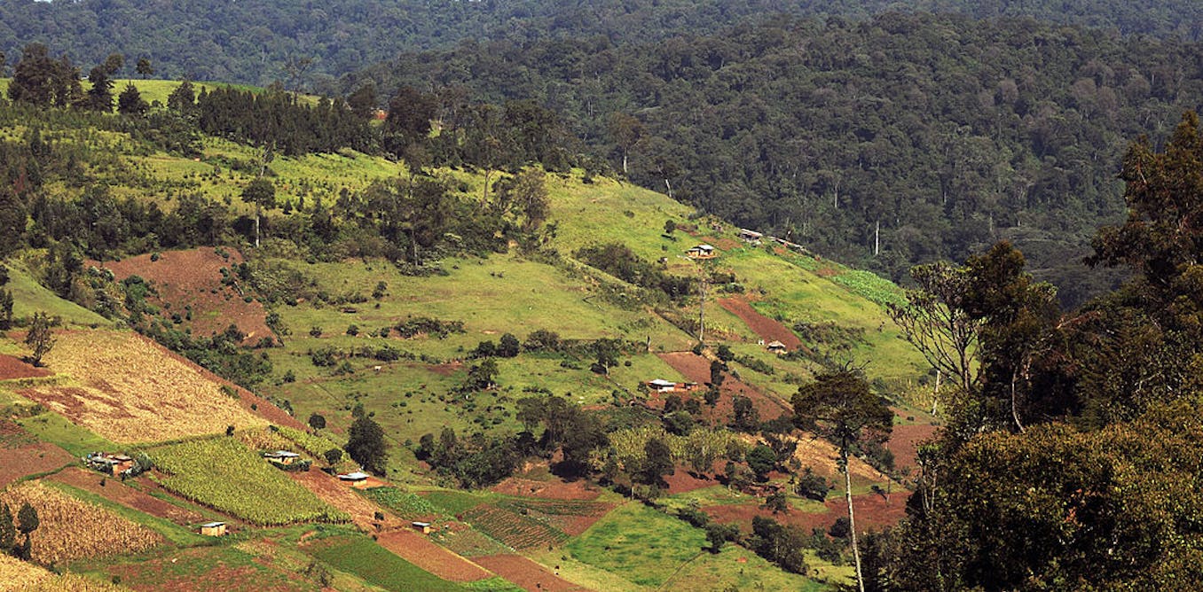A section of Kenya’s Mau Forest complex that has been cleared for human settlement. Roberto Schmidt/AFP via Getty Images