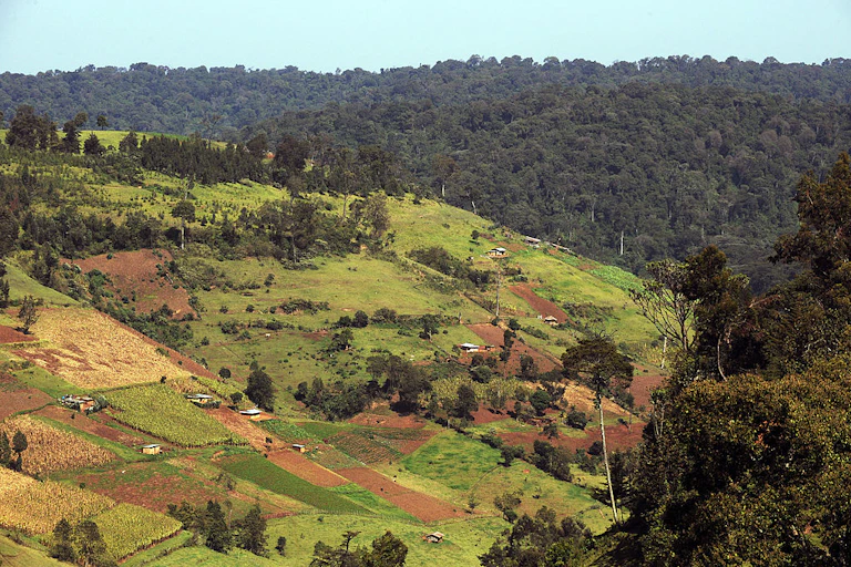 Plots of cleared land within a forest.