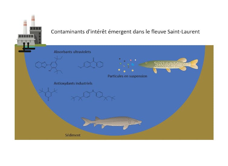 schéma présentant la présence de contaminants émergents dans le Fleuve