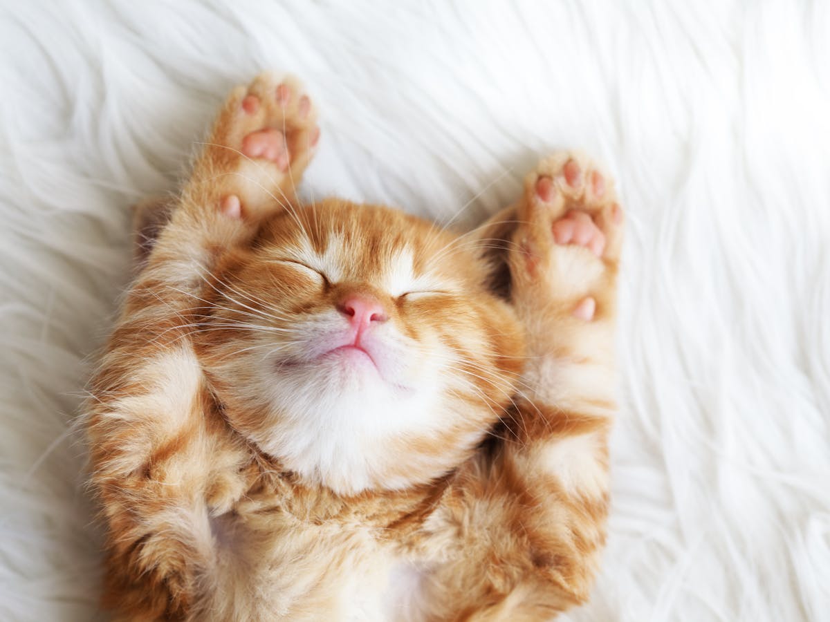 Should we be worried about our pet cats and dogs getting COVID?