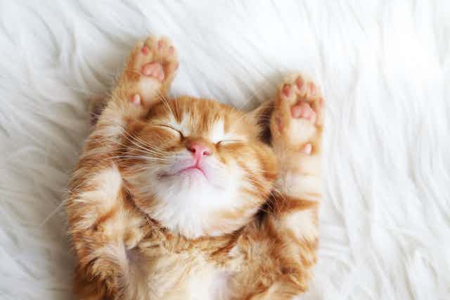 Cute ginger cat on bed