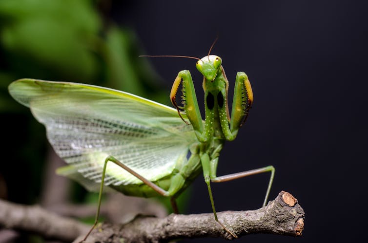 A praying mantis raises its arms while standing on a branch, facing towards the camera lens.