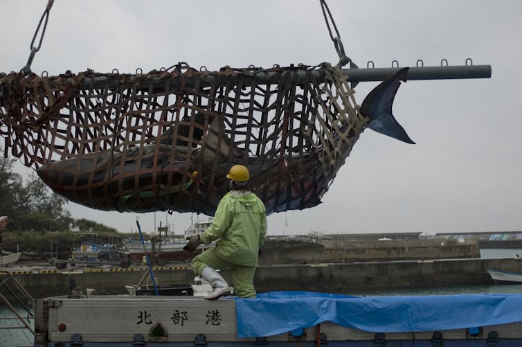 Person stands in front of a large net with a shark caught inside, as it's lifted into a boat