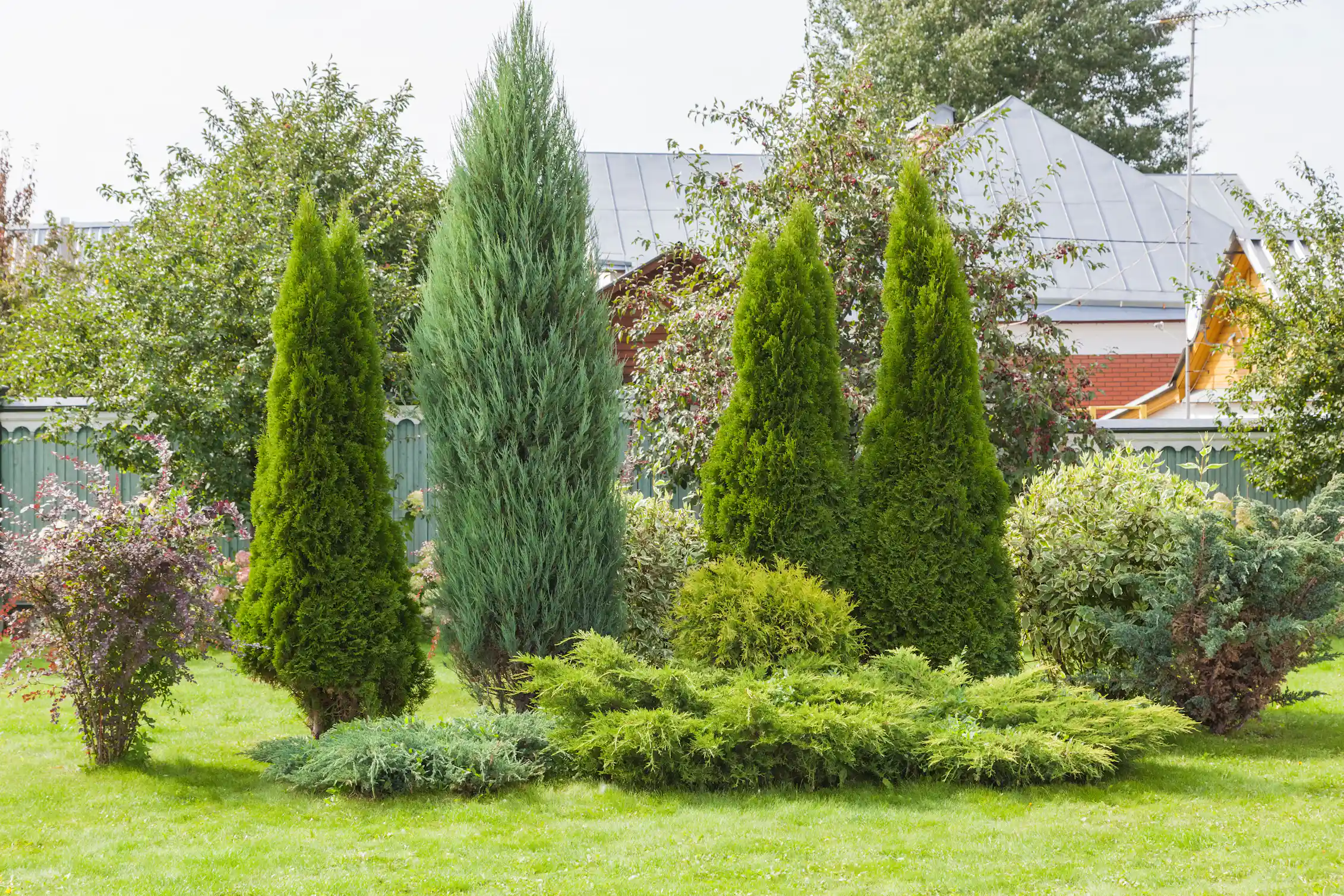 Conifer Examples Southern conifers: meet this vast group of ancient trees with mysteries ...