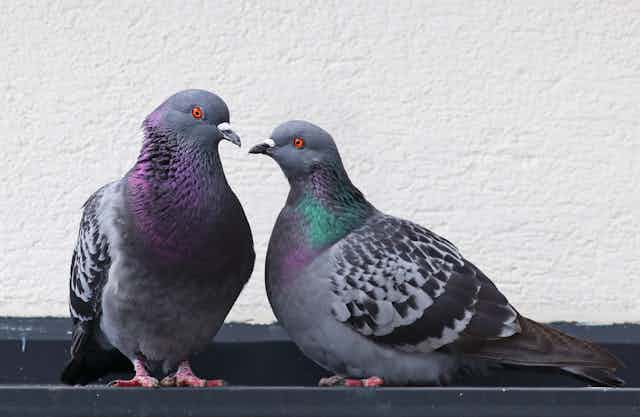 Two pigeons sit close to each other