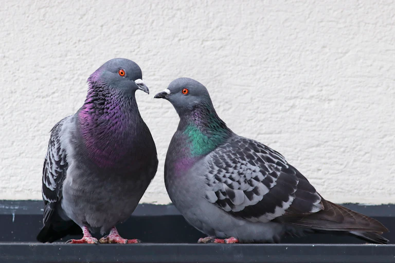 Two pigeons sit close to each other