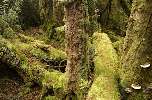Southern conifers: meet this vast group of ancient trees with mysteries still unsolved