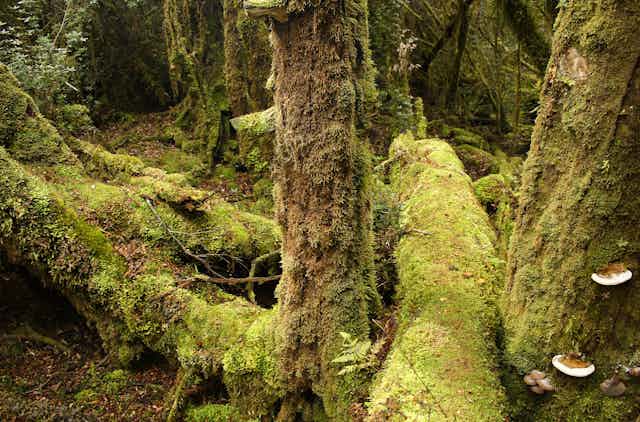 Mossy tree trunks
