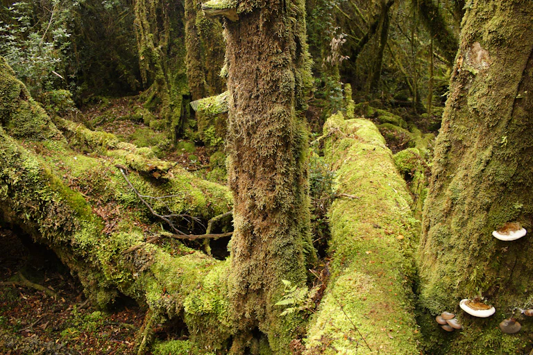 Mossy tree trunks