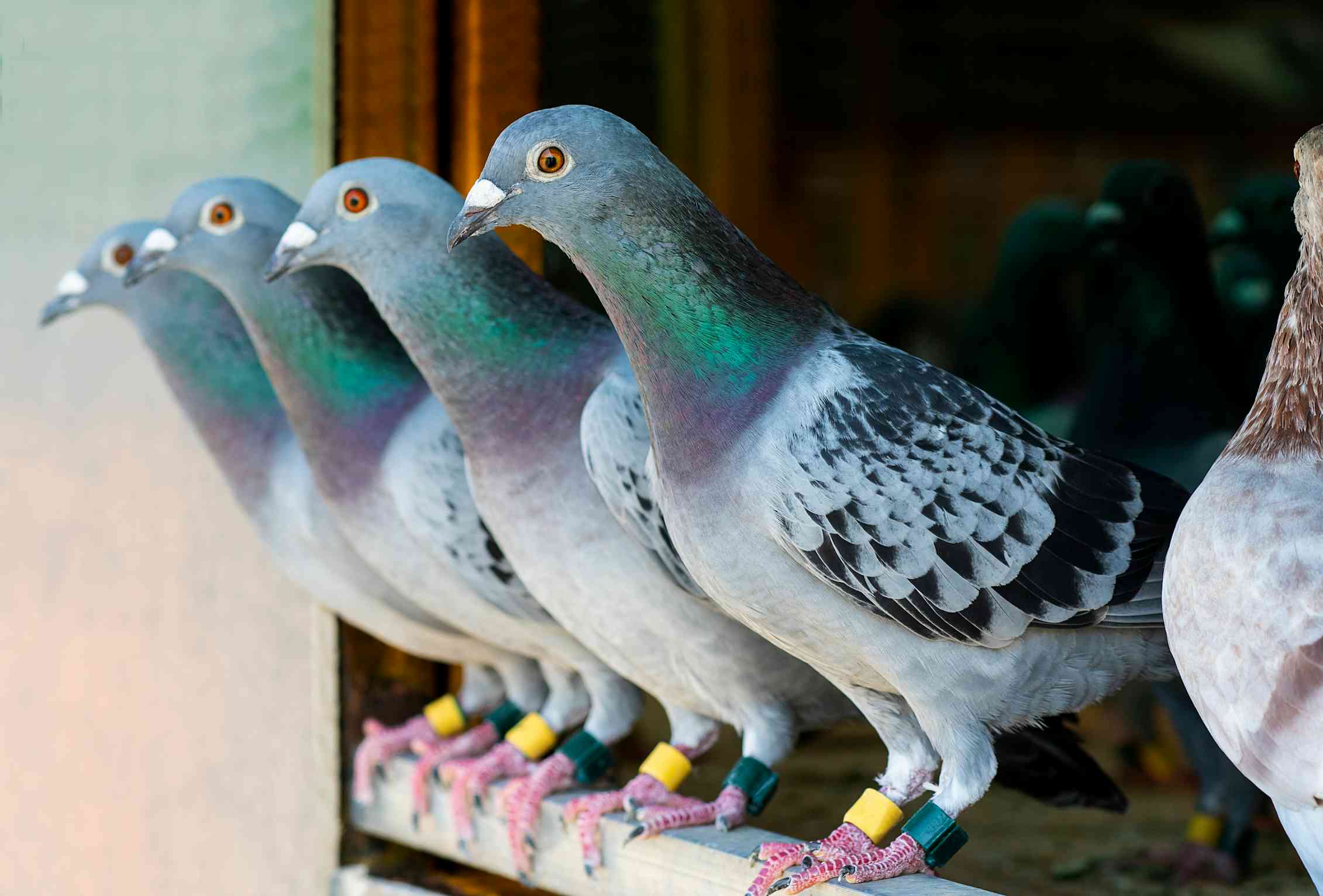 In defence of pigeons In defence of pigeons