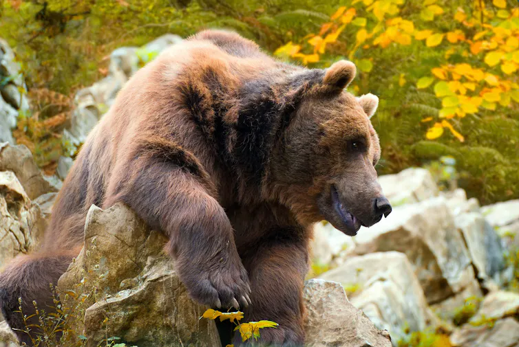Oso pardo apoyado en una piedra.