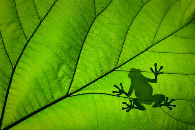 frog on leaf viewed from below