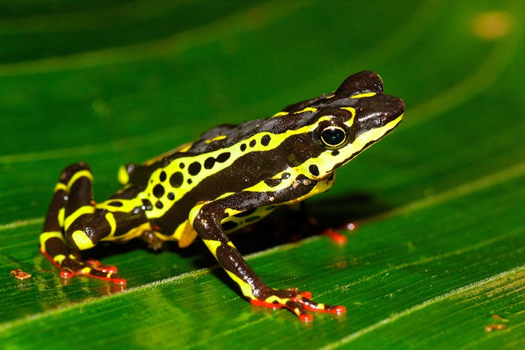 Black and yellow toad on green leaf