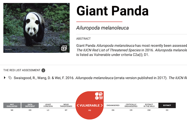 Giant Panda webpage on IUCN Red List