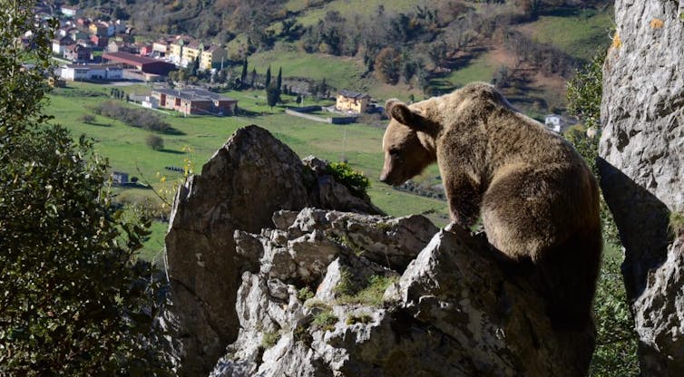 Oso sobre una roca ante un paisaje con casas al fondo