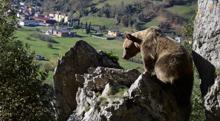 Oso sobre una roca ante un paisaje con casas al fondo
