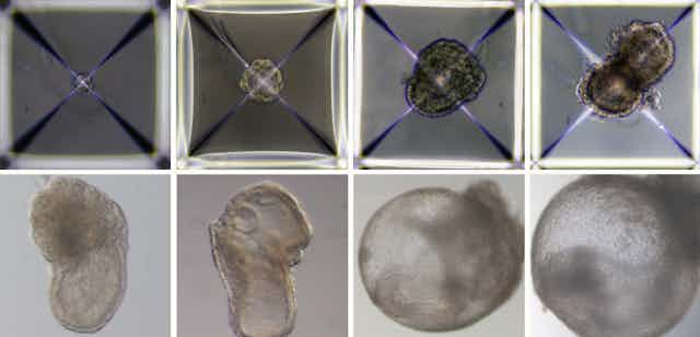 A series of eight squares showing progressive development of a grey blob of cells