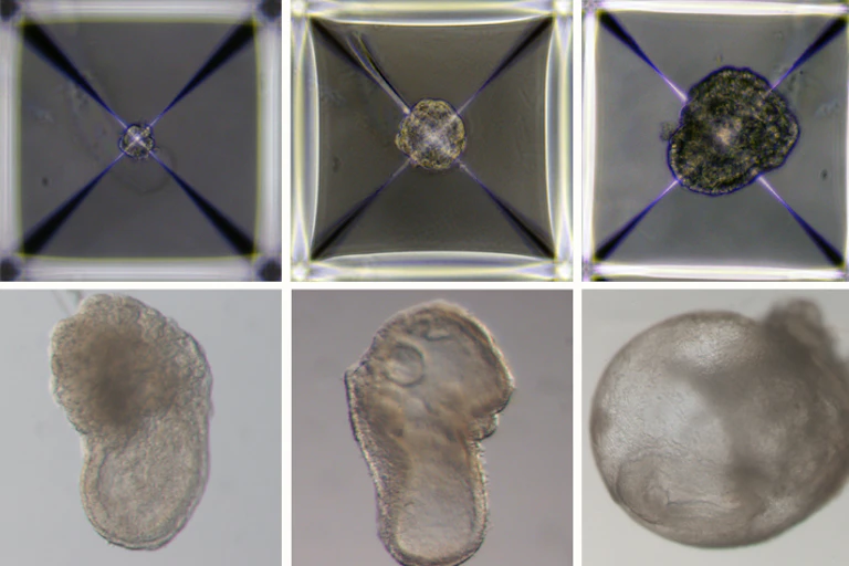 A series of eight squares showing progressive development of a grey blob of cells