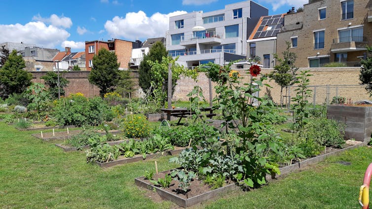 Five allotment patches with densely built houses and a cloudy blue sky in the background.