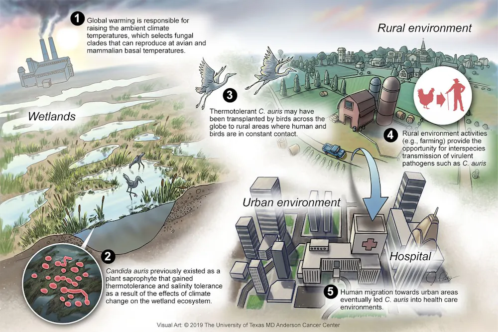 58% of human infectious diseases can be worsened by climate change – we ...