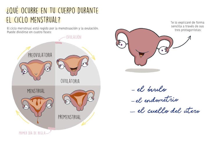 El dibujo de un útero durante las diferentes fases del ciclo menstrual explica cómo funciona la regla.