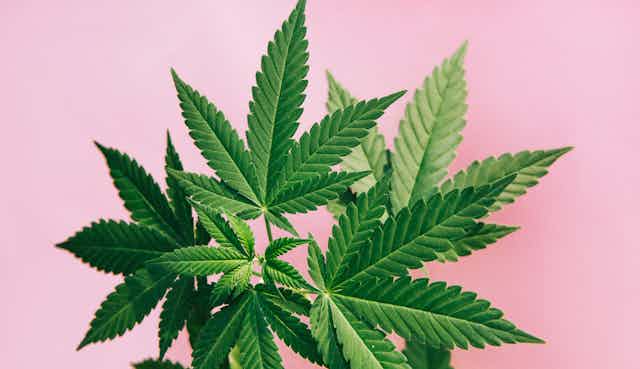 Against a pink background, an illustration of the cannabis leaves on a marijuana plant.