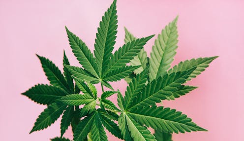 Cannabis holds promise for pain management, reducing the need for opioid painkillers – a neuropharmacology expert explains how