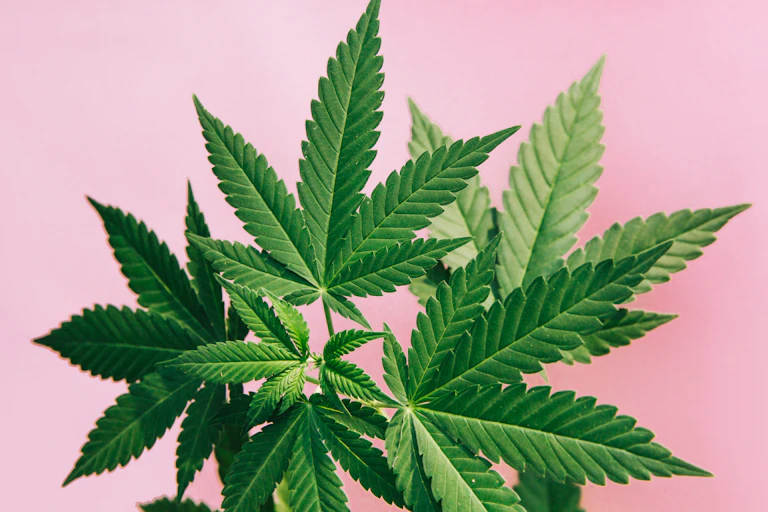 Against a pink background, an illustration of the cannabis leaves on a marijuana plant.