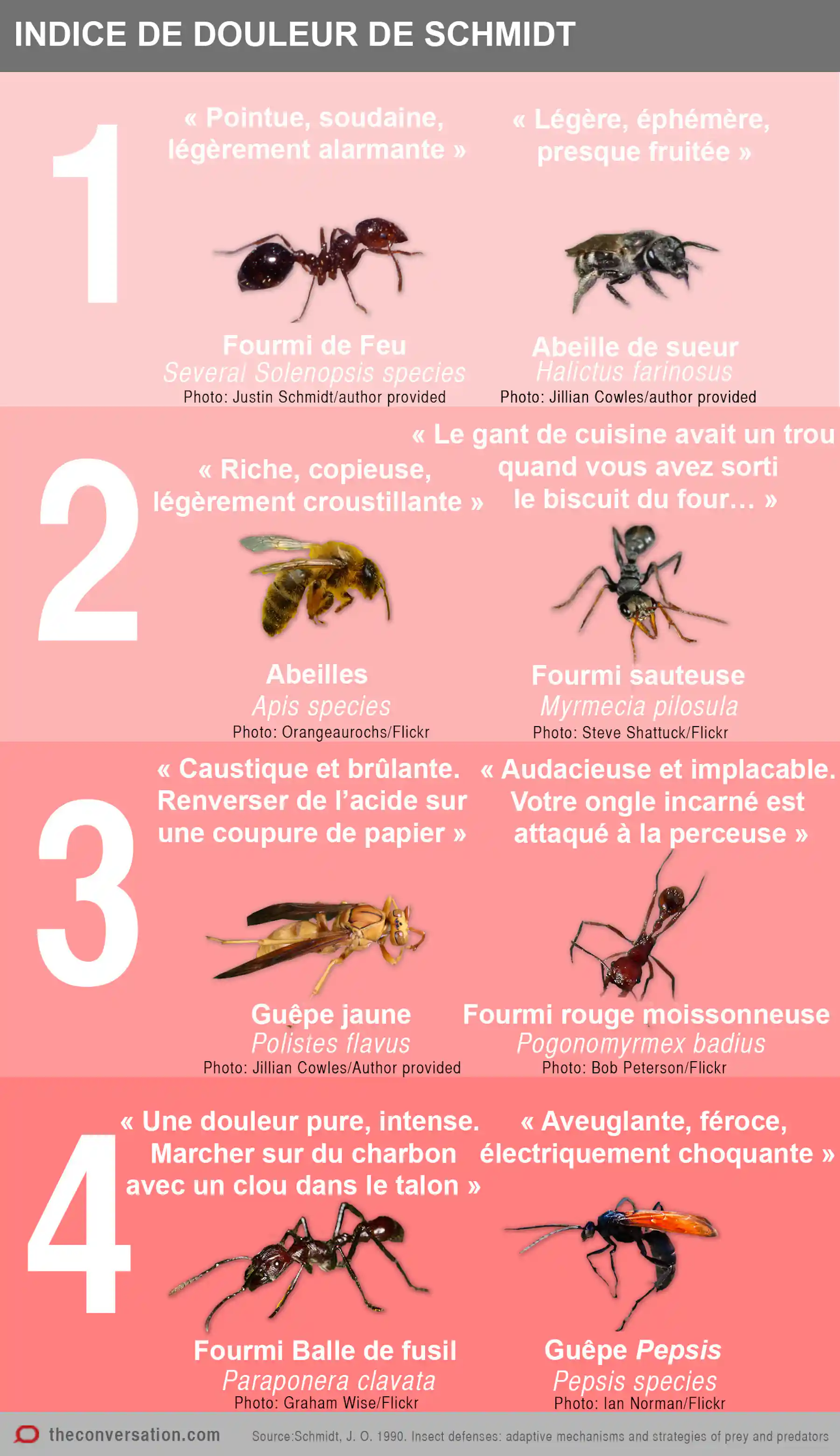 Pourquoi Je Me Suis Laiss Piquer Par Des Dizaines D insectes pourquoi-je-me-suis-laiss-piquer-par-des-dizaines-d-insectes
