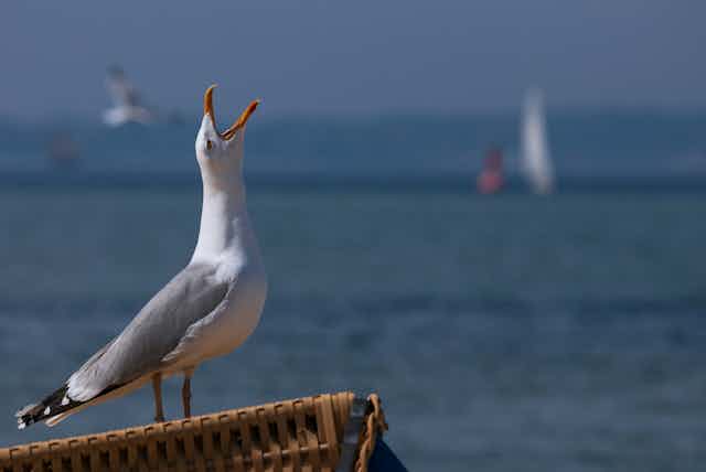 Herring gull perches 