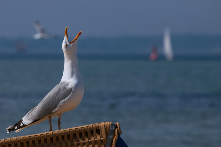 Herring gull perches