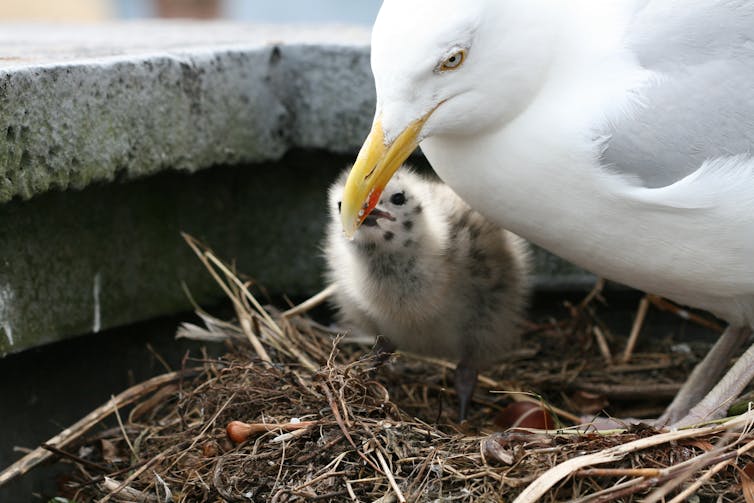 Herring gull feeds its fluffy chick